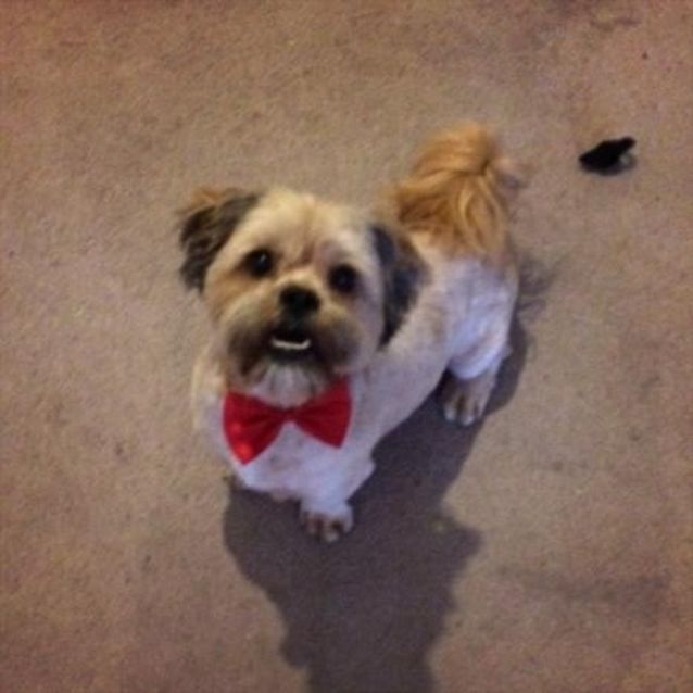 Photo of Oscar ***No More Applications Please***