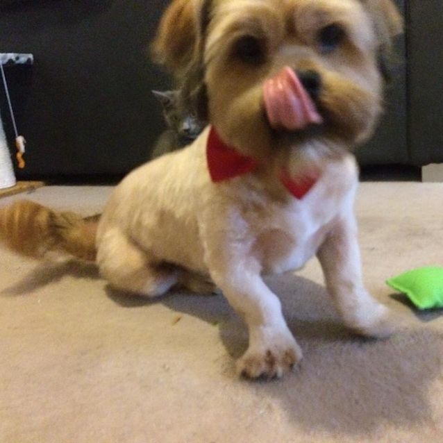 Photo of Oscar ***No More Applications Please***