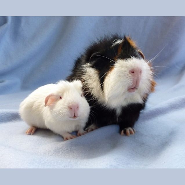 Photo of Jinx And Koolio