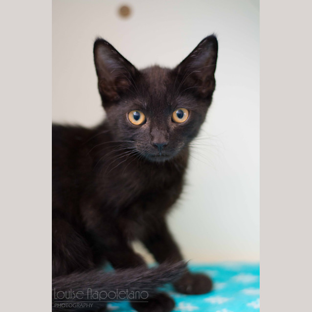 Photo of Hercules