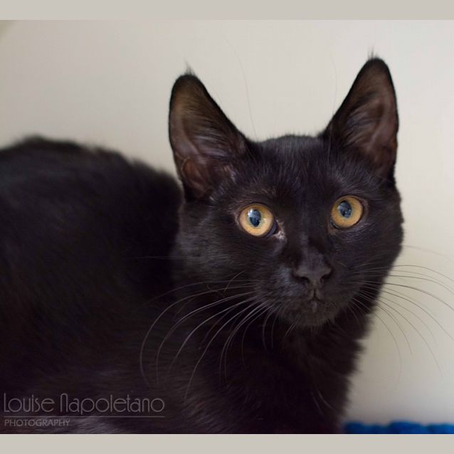 Photo of Nightshade