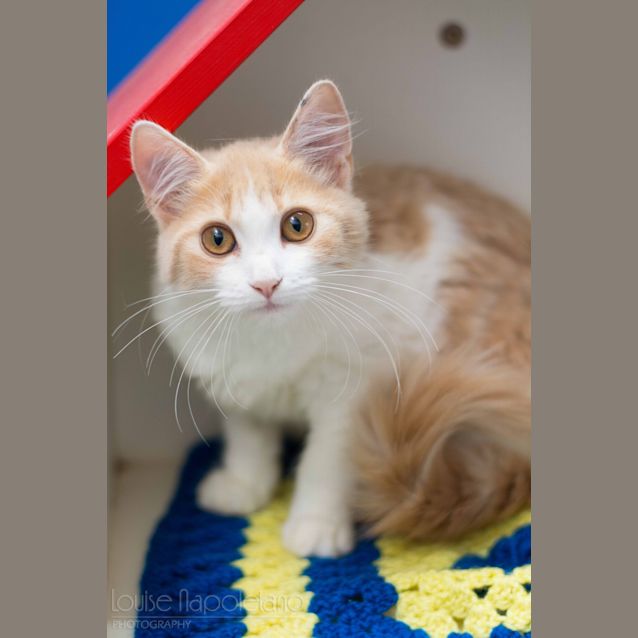 Photo of Gumba