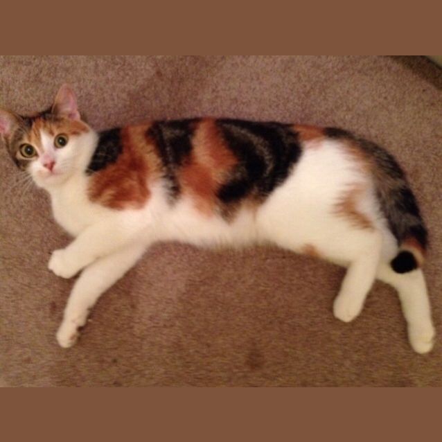 Photo of Gracie