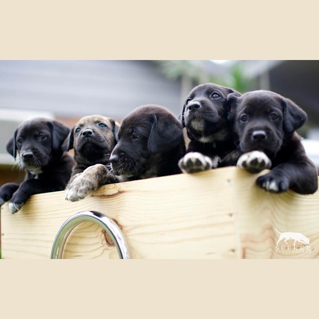 Photo of Labrador X Puppies