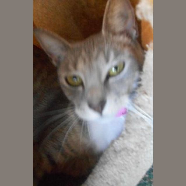 Photo of Angelica