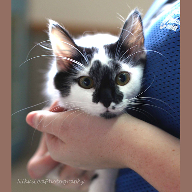 Photo of Willow