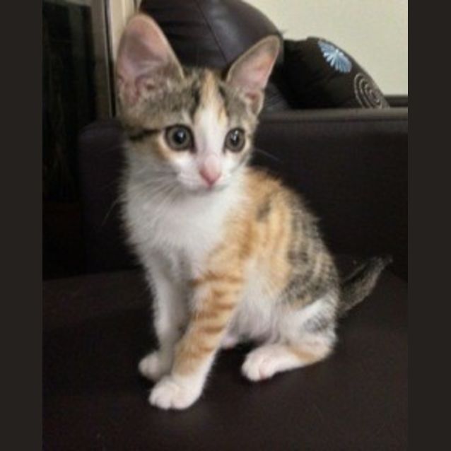 Photo of Princess Layla