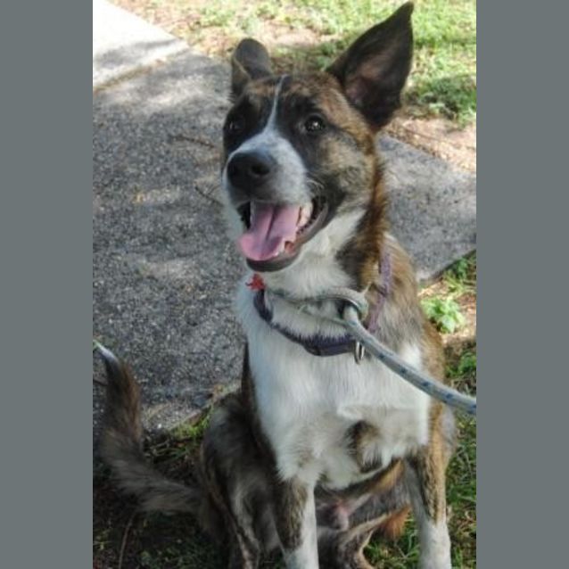 Photo of Banjo