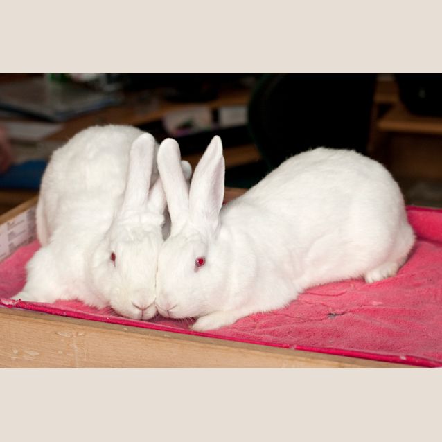 Photo of Alice & Apricot