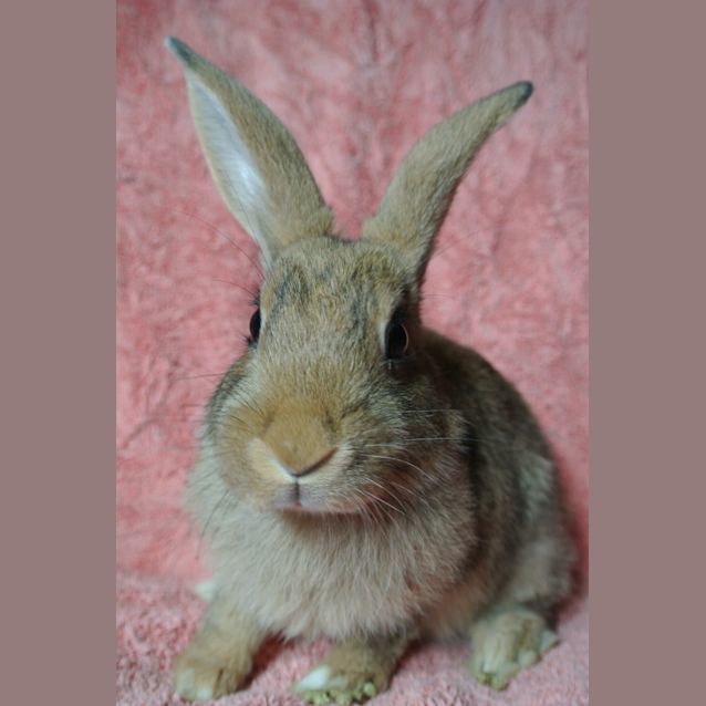 Photo of Layla