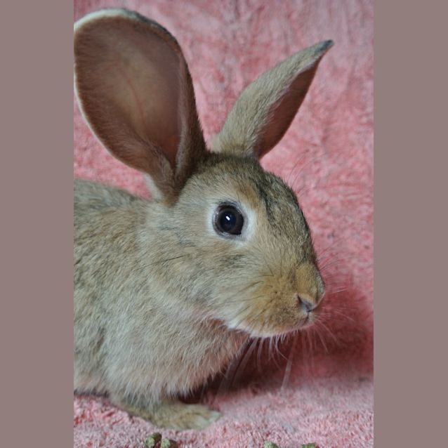 Photo of Layla