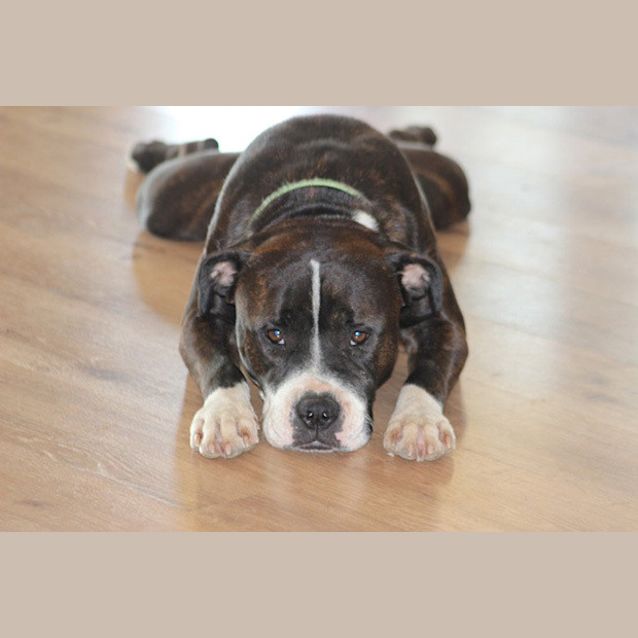 Photo of Hodor