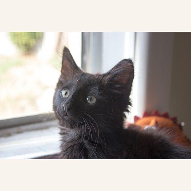 Photo of Tommy 