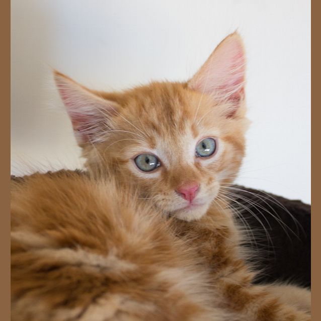 Photo of Leo 