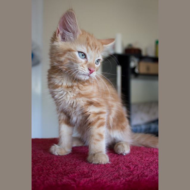 Photo of Leo 