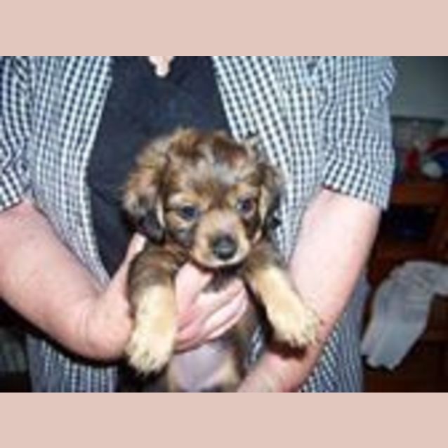 Photo of Muffin Is On Hold