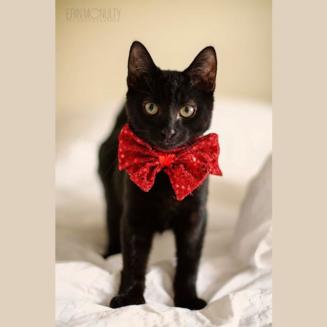 Photo of Bob   Sensitive New Age Kitty