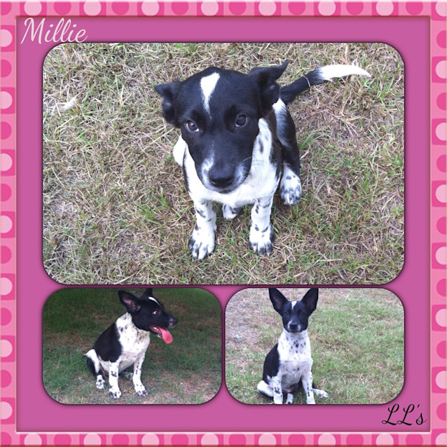 Photo of Millie