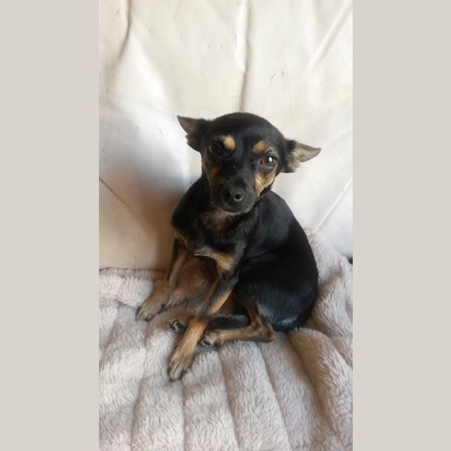 Photo of Juno 
