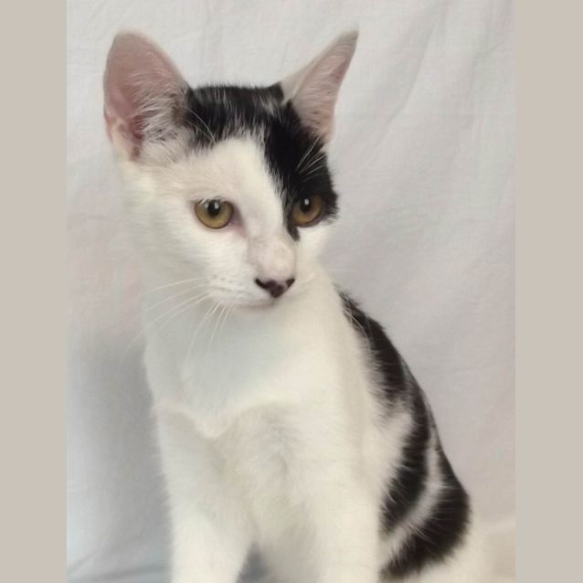 Photo of Phantom