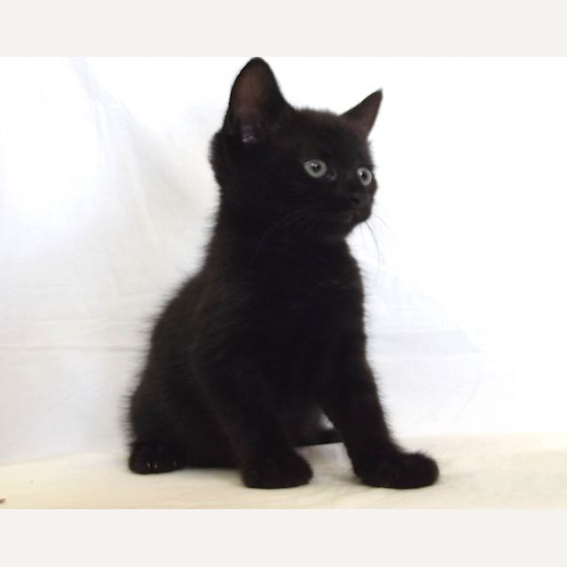 Photo of Cinders