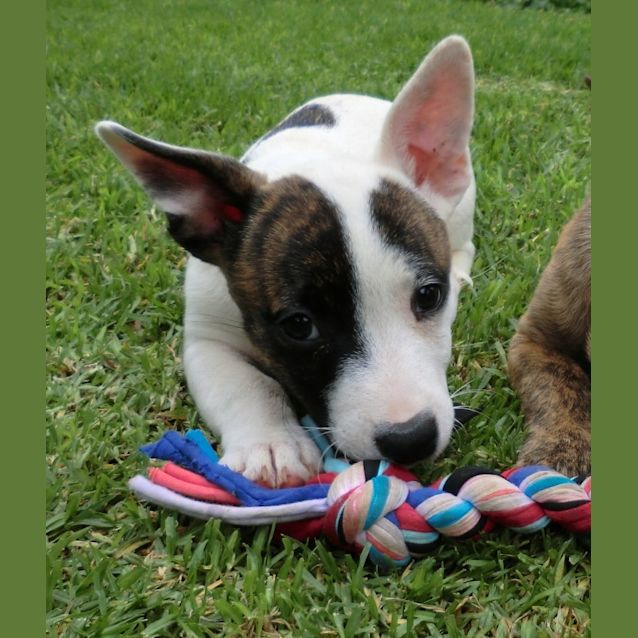 Photo of Cherry *On Trial In Her New Home*