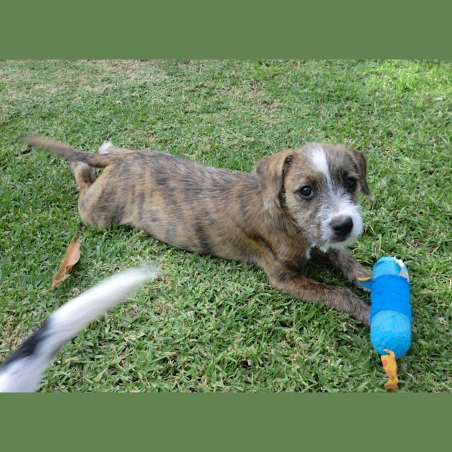 Photo of Sienna *On Trial In Her New Home*