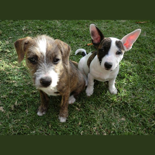 Photo of Sienna *On Trial In Her New Home*