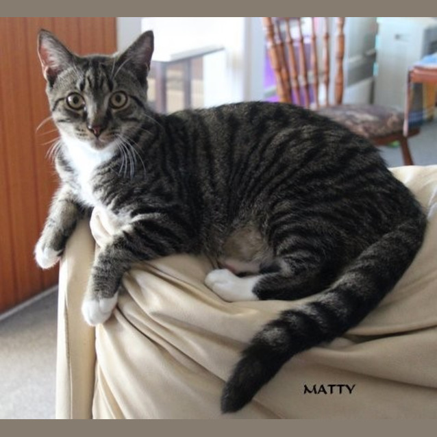 Photo of Matty & Millie (Dual Adoption)