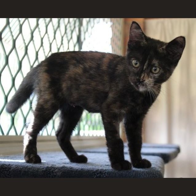 Photo of Shado