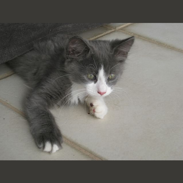 Photo of Archie