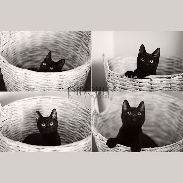 Photo of Bob   Sensitive New Age Kitty