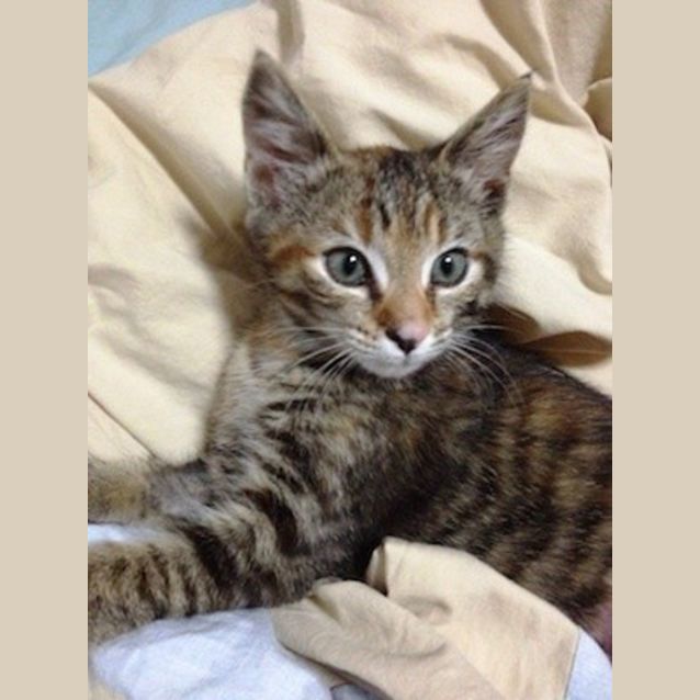 Photo of Evie (Ec0001)