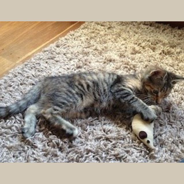 Photo of Evie (Ec0001)