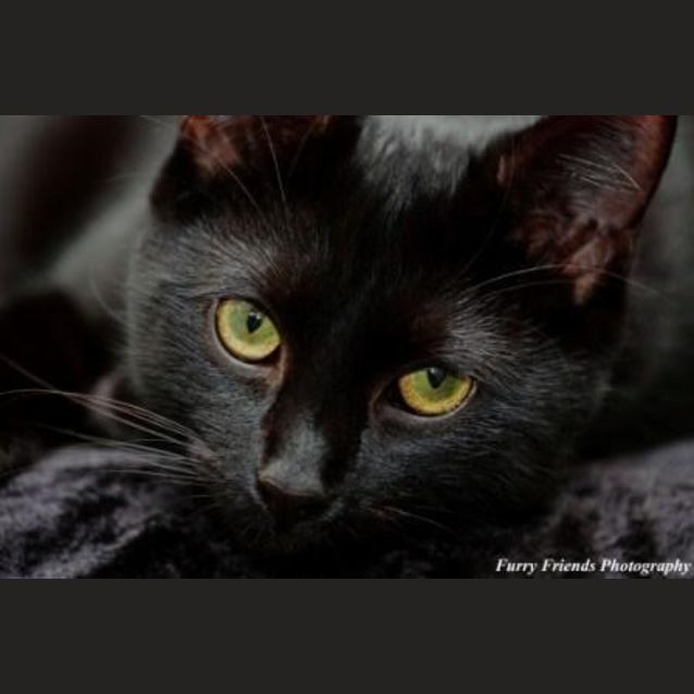 Photo of Samson Bear