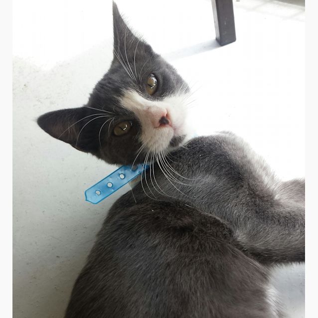 Photo of Nimbus