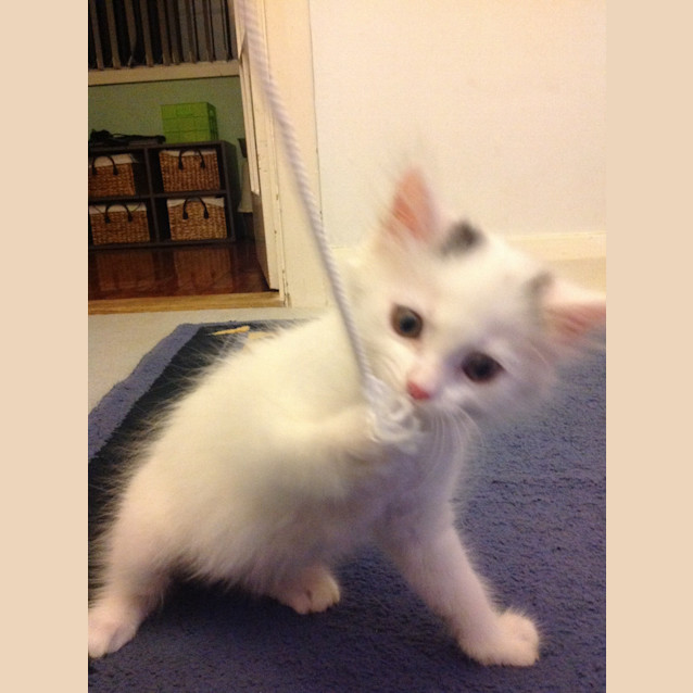 Photo of Daisy