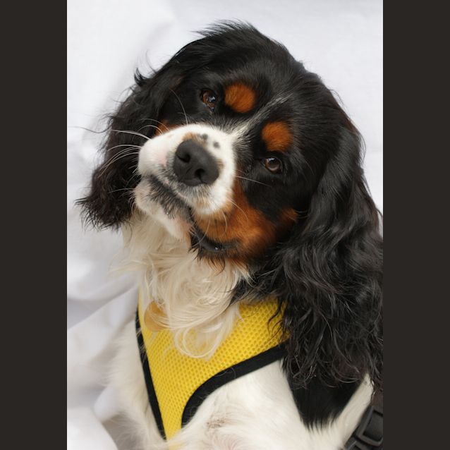 Photo of Boof