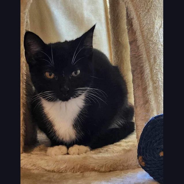 Photo of Domino