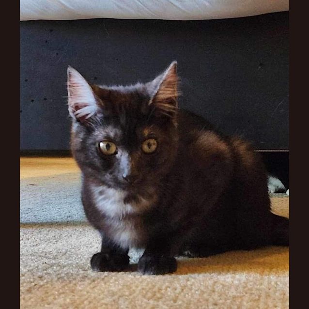 Photo of Checkers