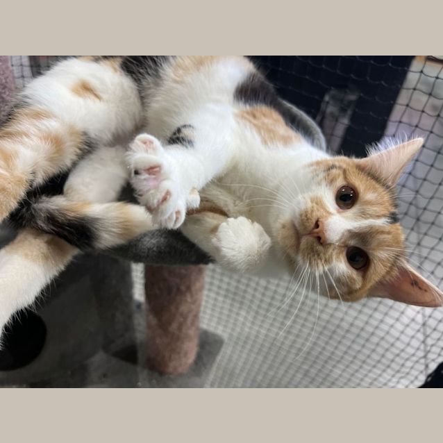 Photo of Patches