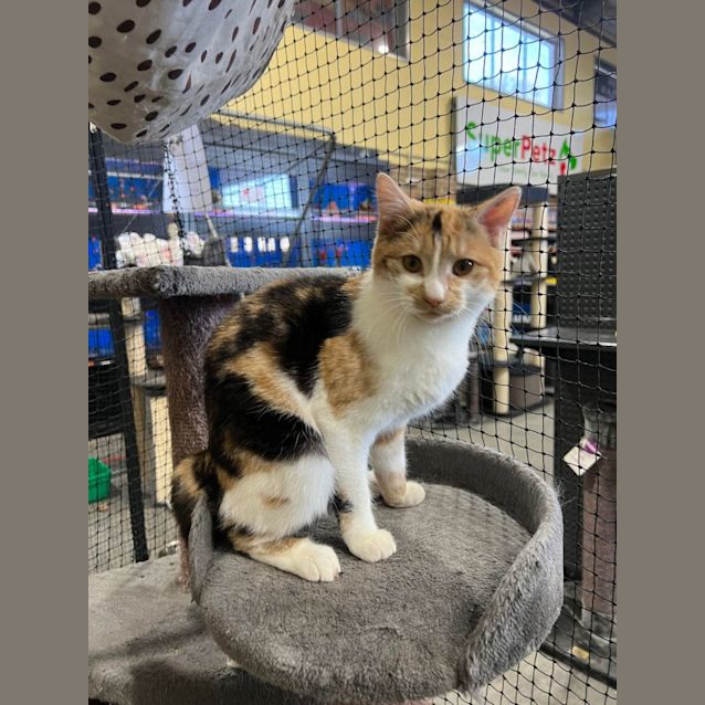 Photo of Patches