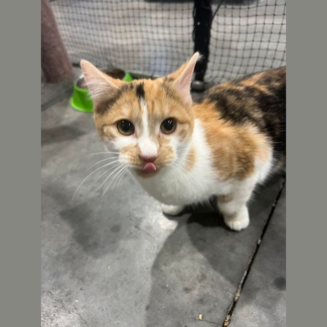 Photo of Patches