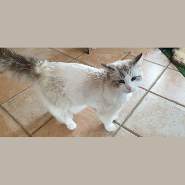 Photo of Beela