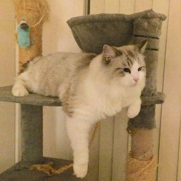 Photo of Beela