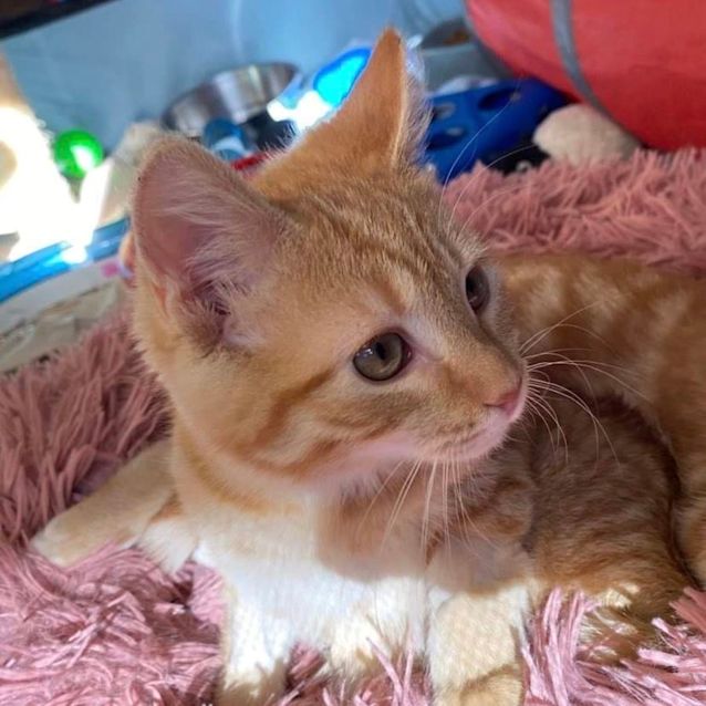 Photo of Lorelai 🧡