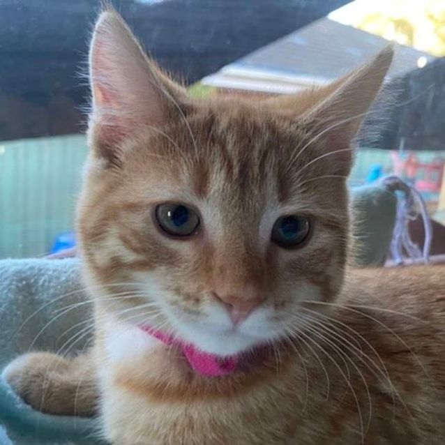 Photo of Lorelai 🧡