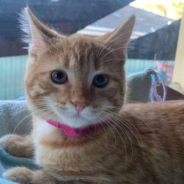 Photo of Lorelai 🧡