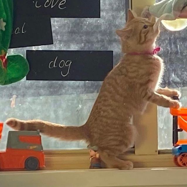 Photo of Lorelai 🧡