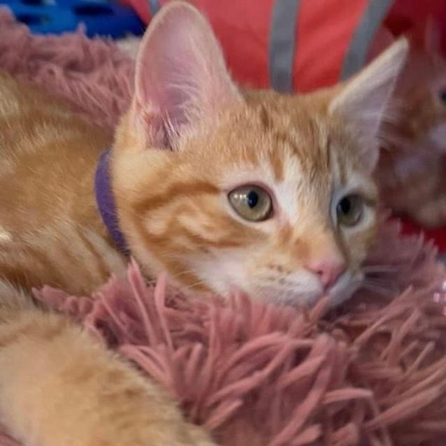 Photo of Sookie 💜